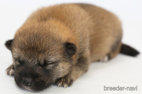 成約済の神奈川県の柴犬-325887の3枚目